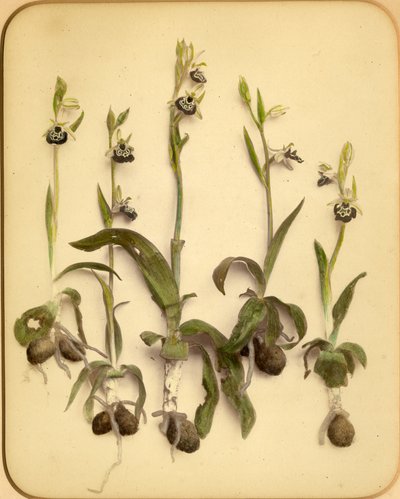 Orquídea Silvestre, 1870s de Pietro Guidi